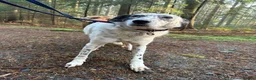 Mixed Breed dogs for adoption: Jessie - Norwich Norfolk  in Norwich - Advert 4