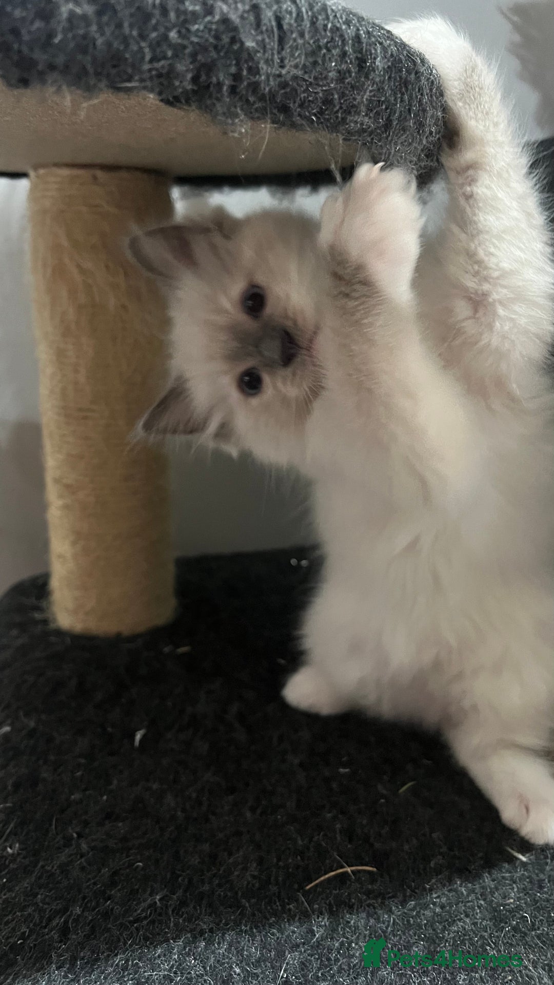 Ragdoll cats for sale: 3 Ragdoll kittens  - Advert 28