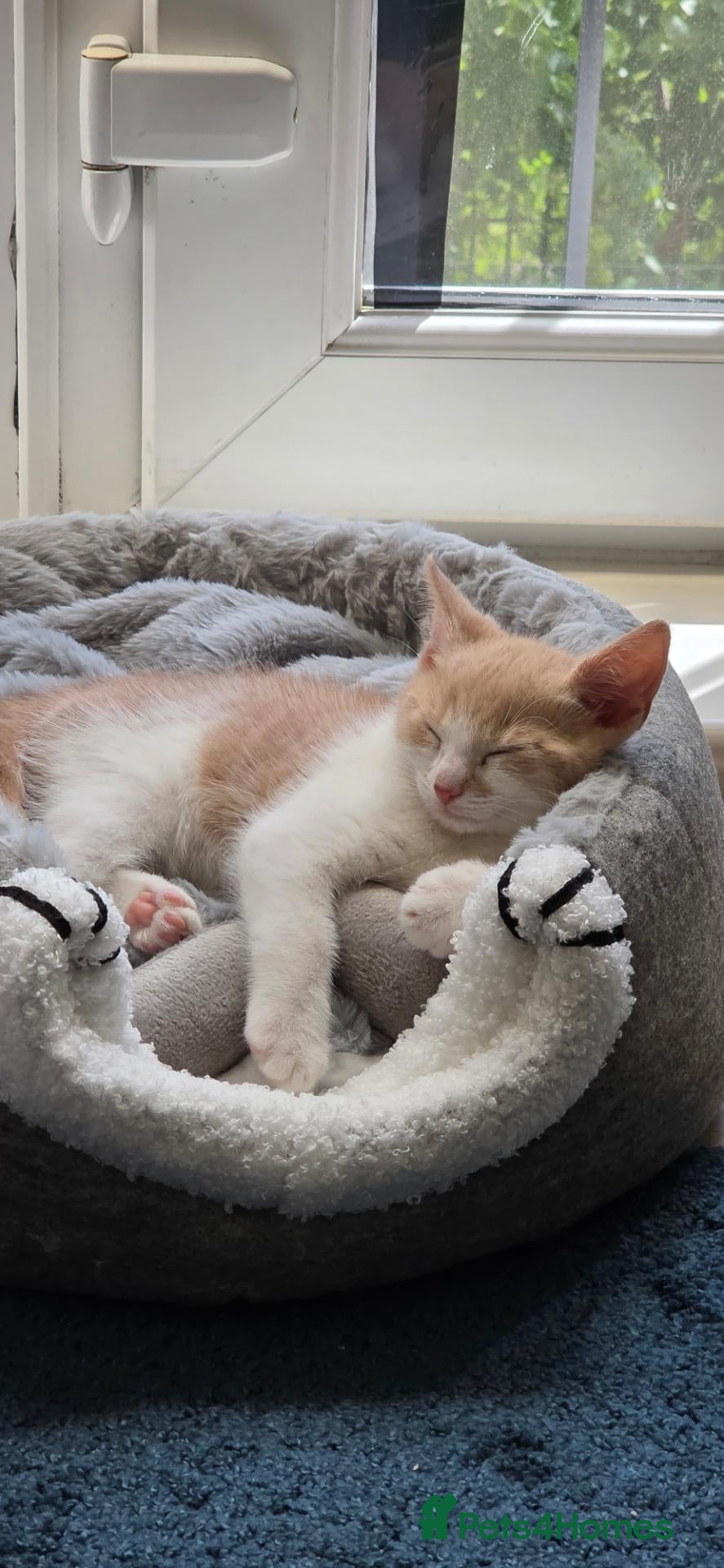 Mixed Breed cats Ginger white cat - Advert 17
