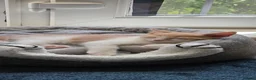Mixed Breed cats for sale: Ginger white cat in Farnborough - Advert 4