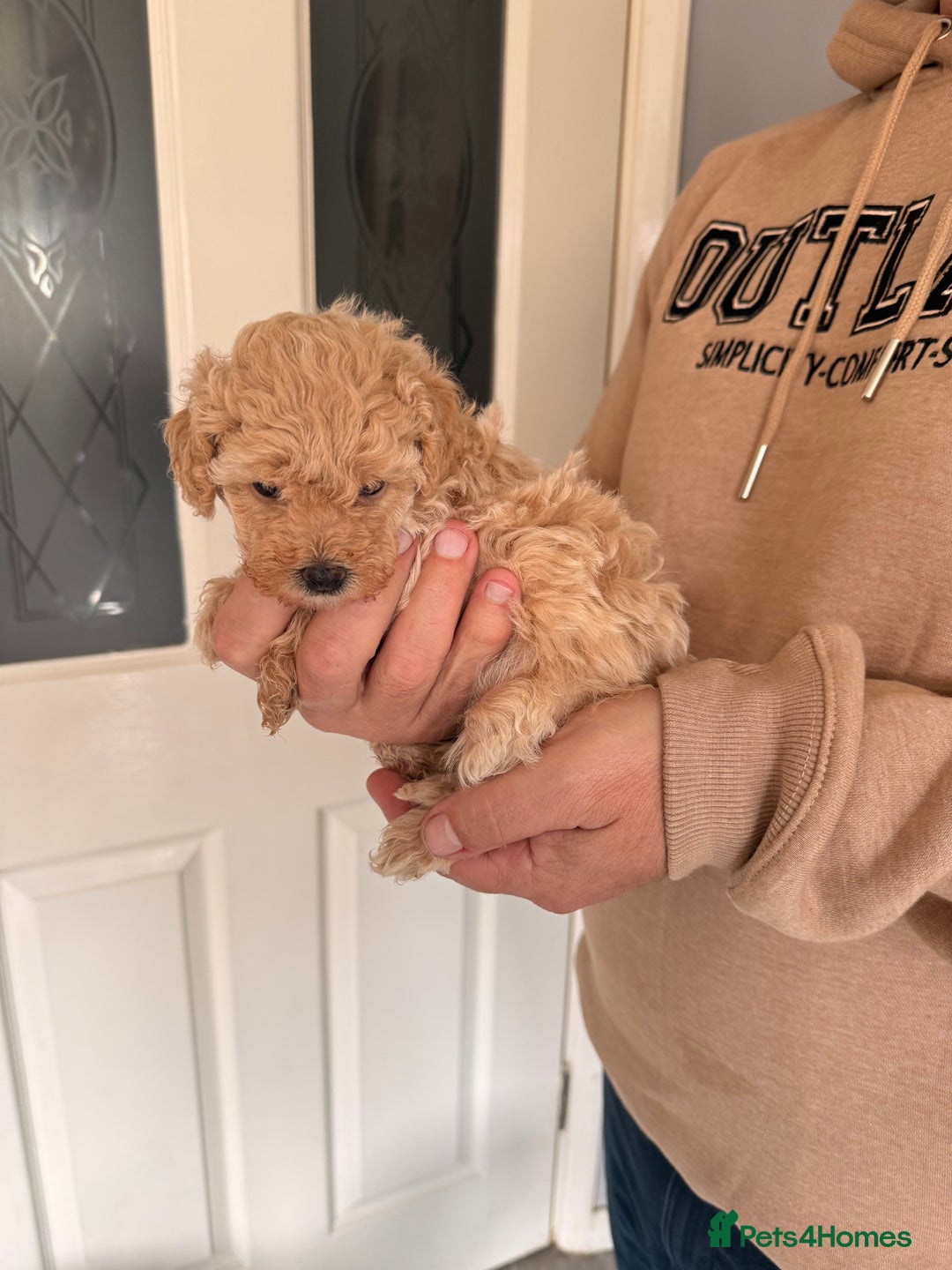 Poochon dogs for sale: Poochon Puppies  - Image 5