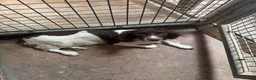 English Springer Spaniel dogs for sale: English Springer Spaniel dog pup in Castle Douglas - Advert 3
