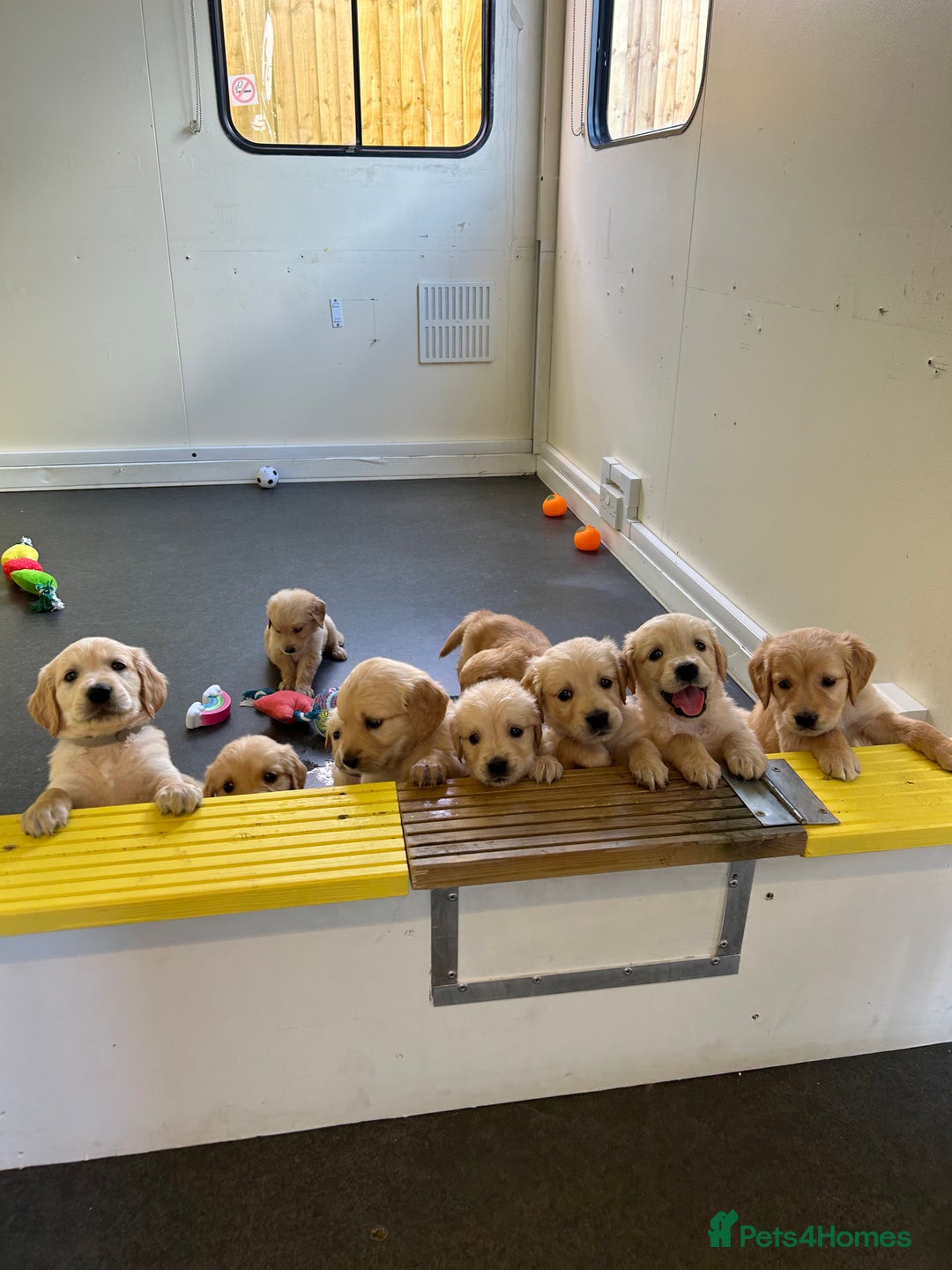Golden Retriever dogs for sale: Golden retriever puppies for sale  - Image 37