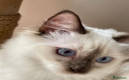 Ragdoll cats for sale: Ragdoll kittens from Moonliteyecats  - Image 26