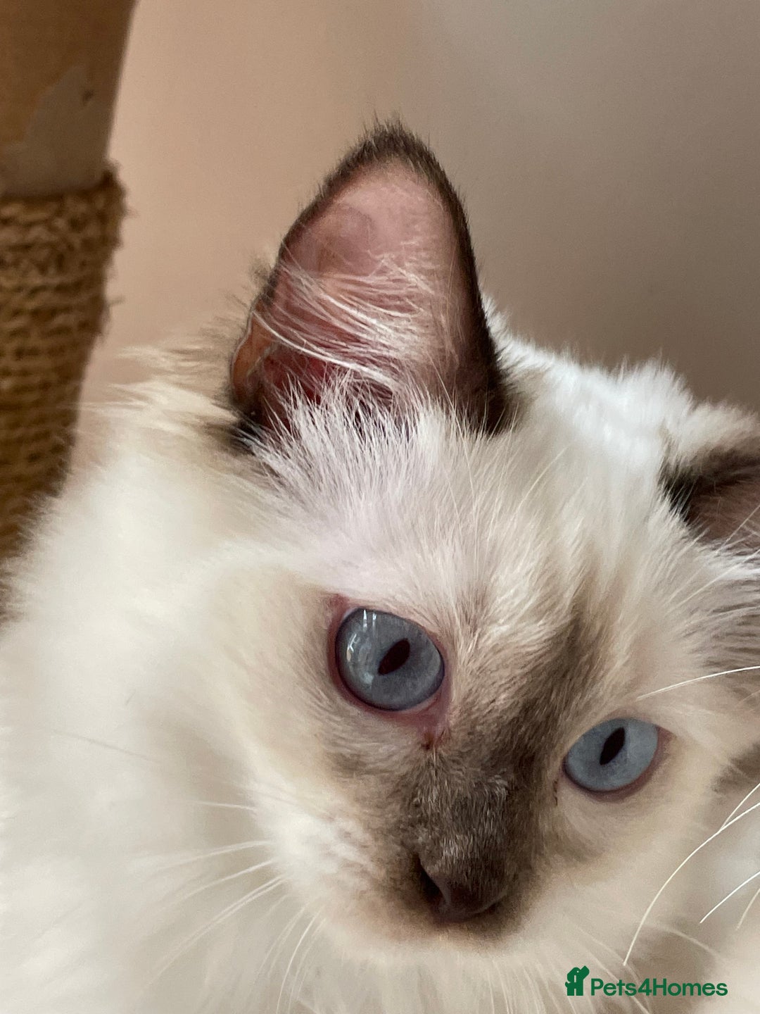 Ragdoll cats for sale: Ragdoll kittens from Moonliteyecats  - Image 26