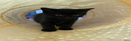 Mixed Breed cats for sale: Gorgeous black kittens ready next week - Advert 12