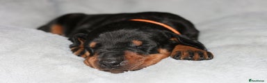 Dobermann Puppy 5