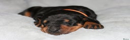 Dobermann dogs for sale: Evalesco Dobermanns - Advert 6