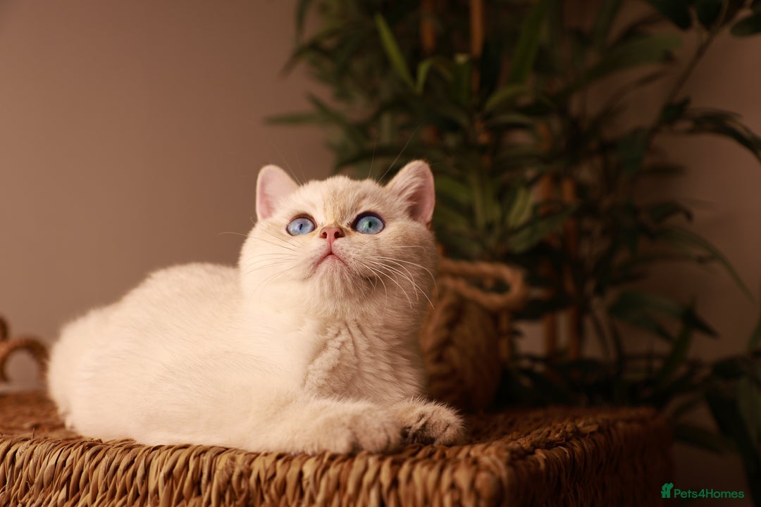 British Shorthair cats for sale: TICA British Shorthair Kittens Champion bloodline in Bedford - Image 7