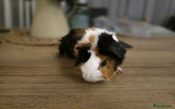 Guinea Pig rodents for sale: Tri colour Male guineapig - Image 1