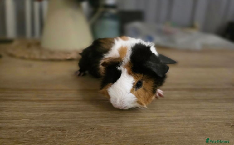 Guinea Pig rodents - Advert 1