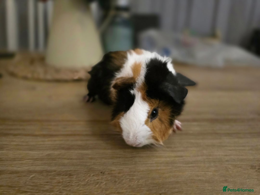 Guinea Pig rodents for sale: Tri colour Male guineapig - Image 1