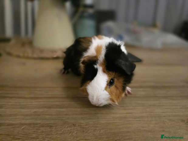 Guinea Pig rodents - Advert 14