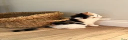 Mixed Breed cats for sale: 4 little kittens on sale in Chelmsford - Advert 10