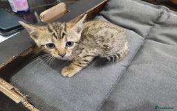 Bengal cats for sale: Pure Bengal kittens  - Image 3