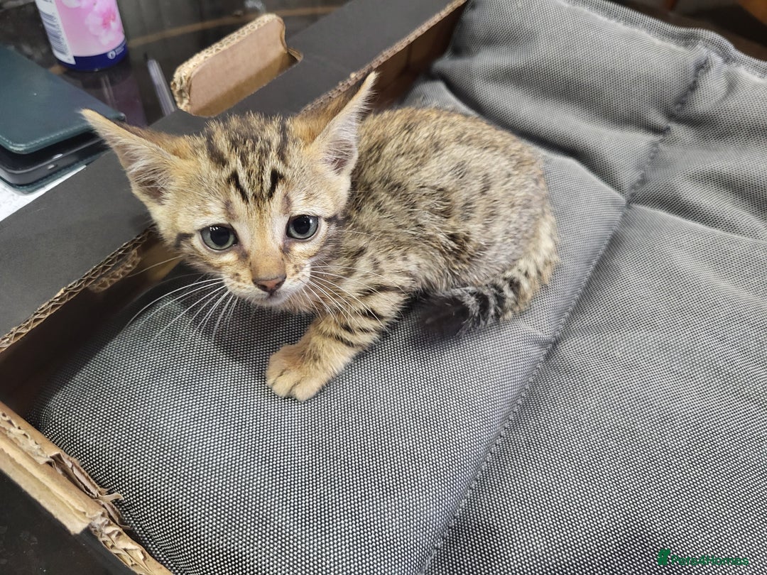 Bengal cats for sale: Pure Bengal kittens  - Image 3