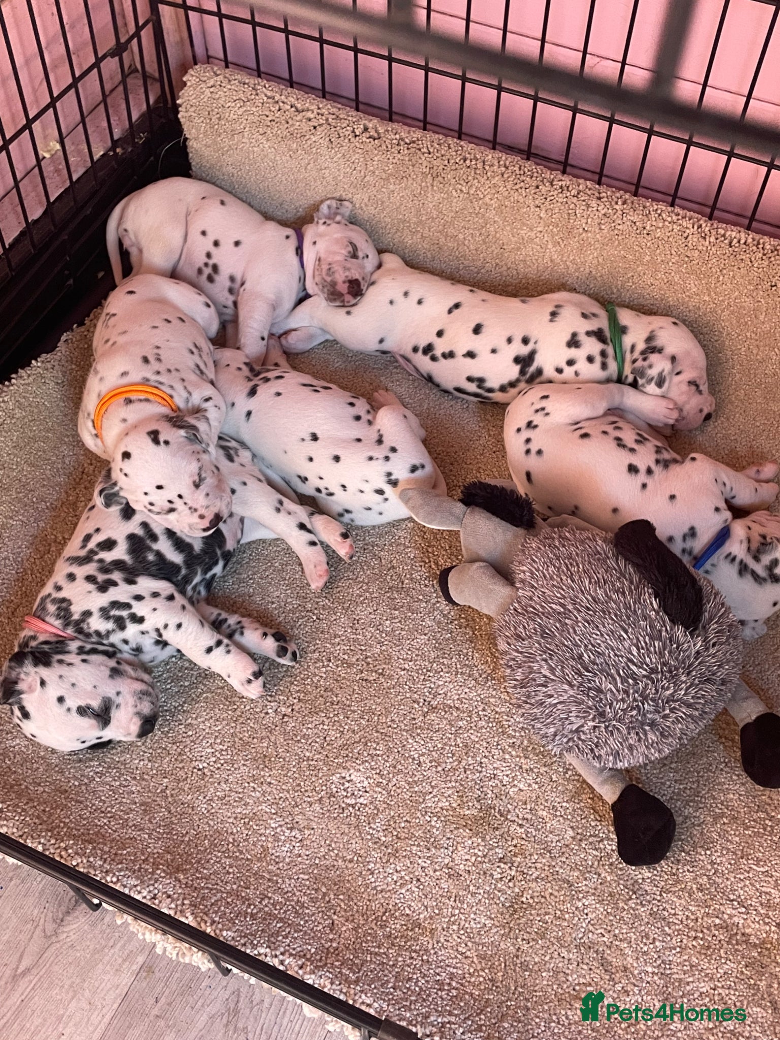 Dalmatian dogs Stunning Litter of Dalmations - Advert 1
