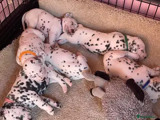 Dalmatian dogs Stunning Litter of Dalmations - Advert 4