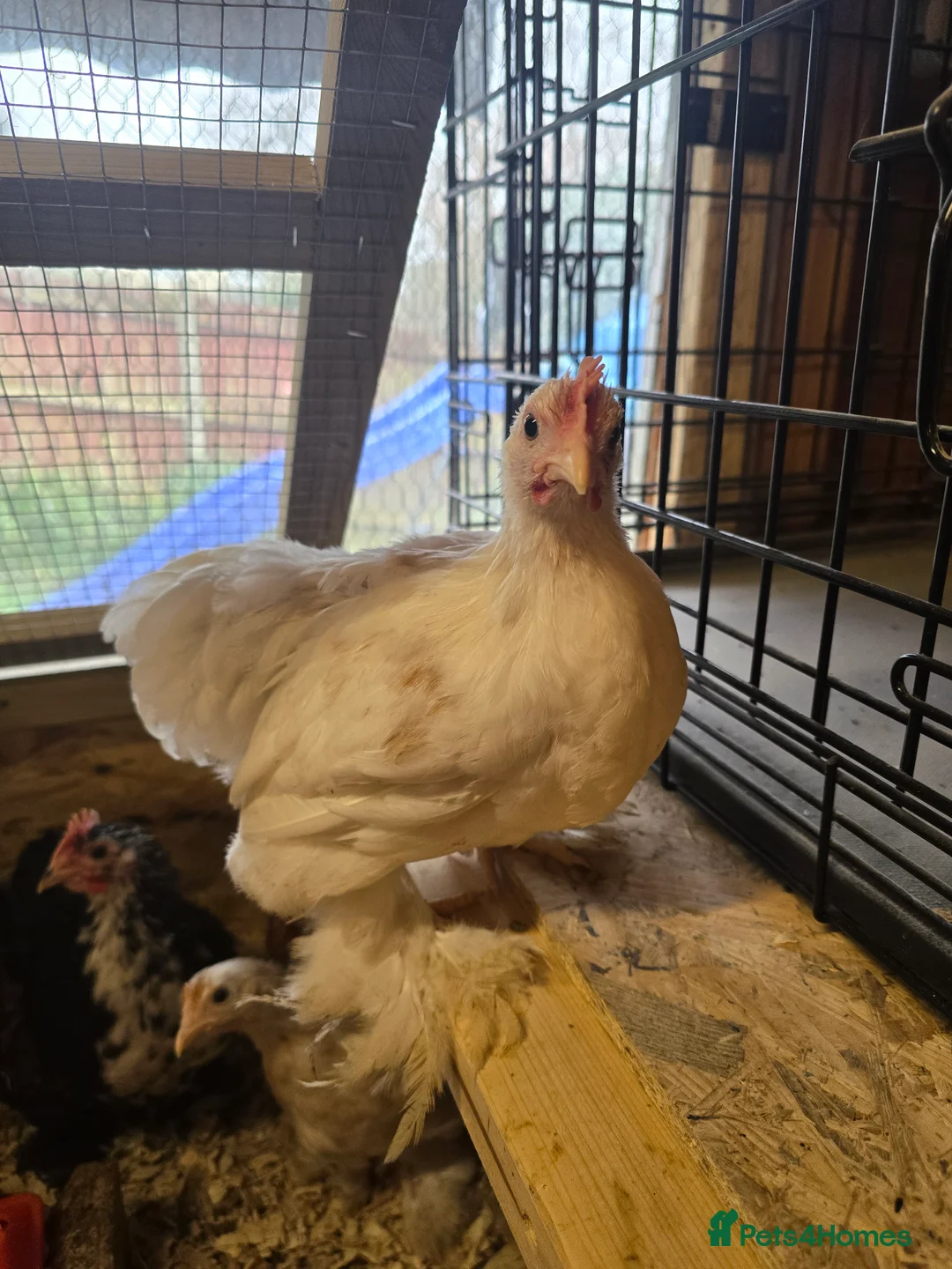 Chickens poultry for sale: Beautiful pekin batams - READY TO GO - Advert 1