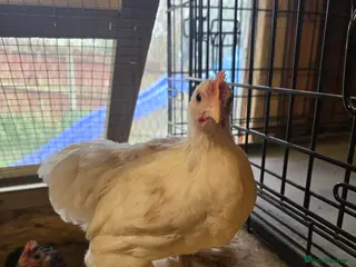 Chickens poultry Beautiful pekin batams - READY TO GO - Advert 1