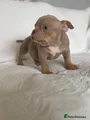 American Bully Puppy 7