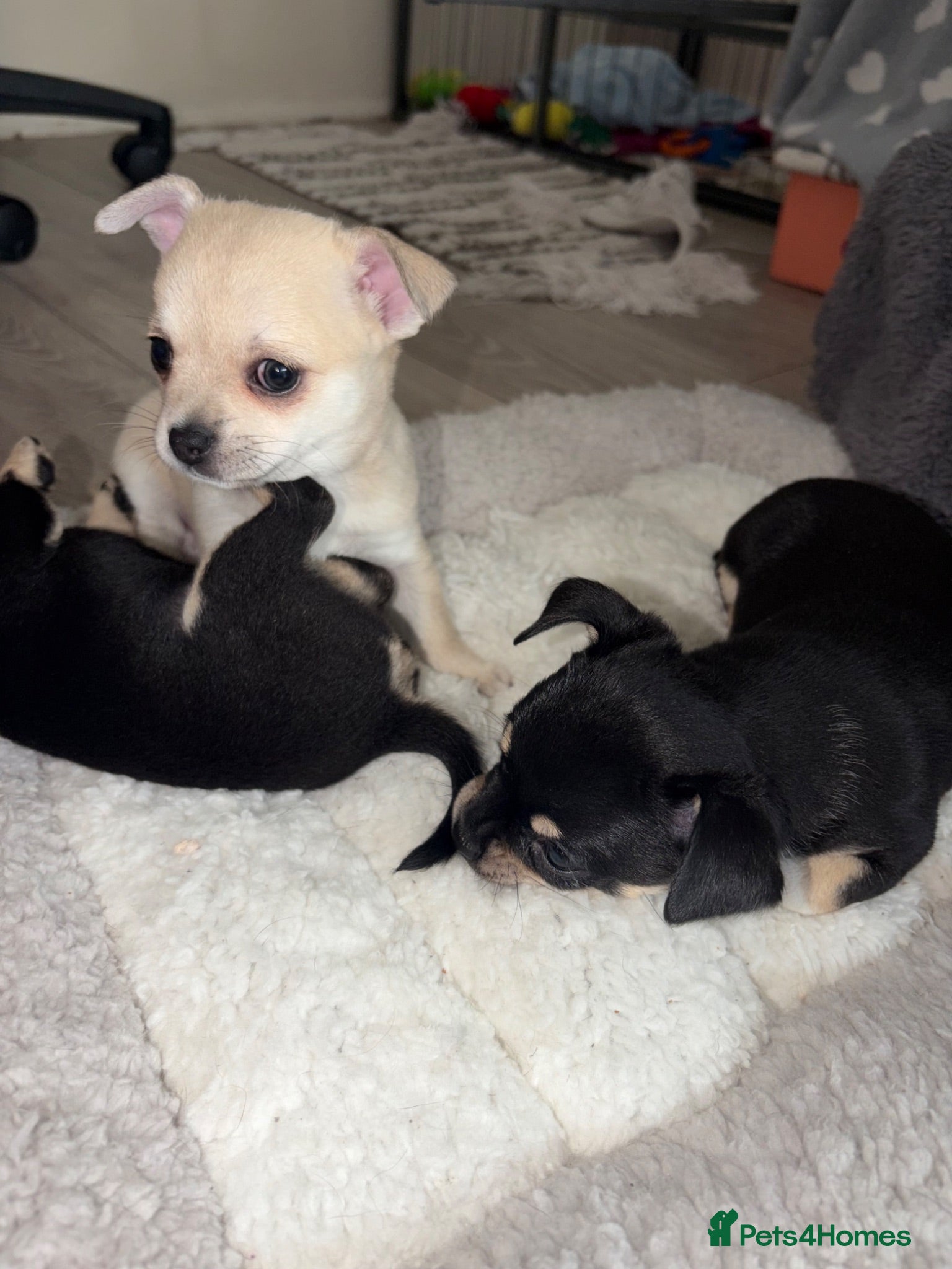 Chihuahua dogs Beautiful Pedigree Chihuahua Puppies,2 Boys2 Girls - Advert 11