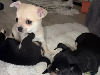 Chihuahua dogs Beautiful Pedigree Chihuahua Puppies,2 Boys2 Girls - Advert 11