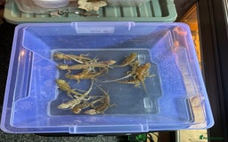 Bearded Dragon reptiles for sale: 7 Baby bearded dragons  - Advert 5