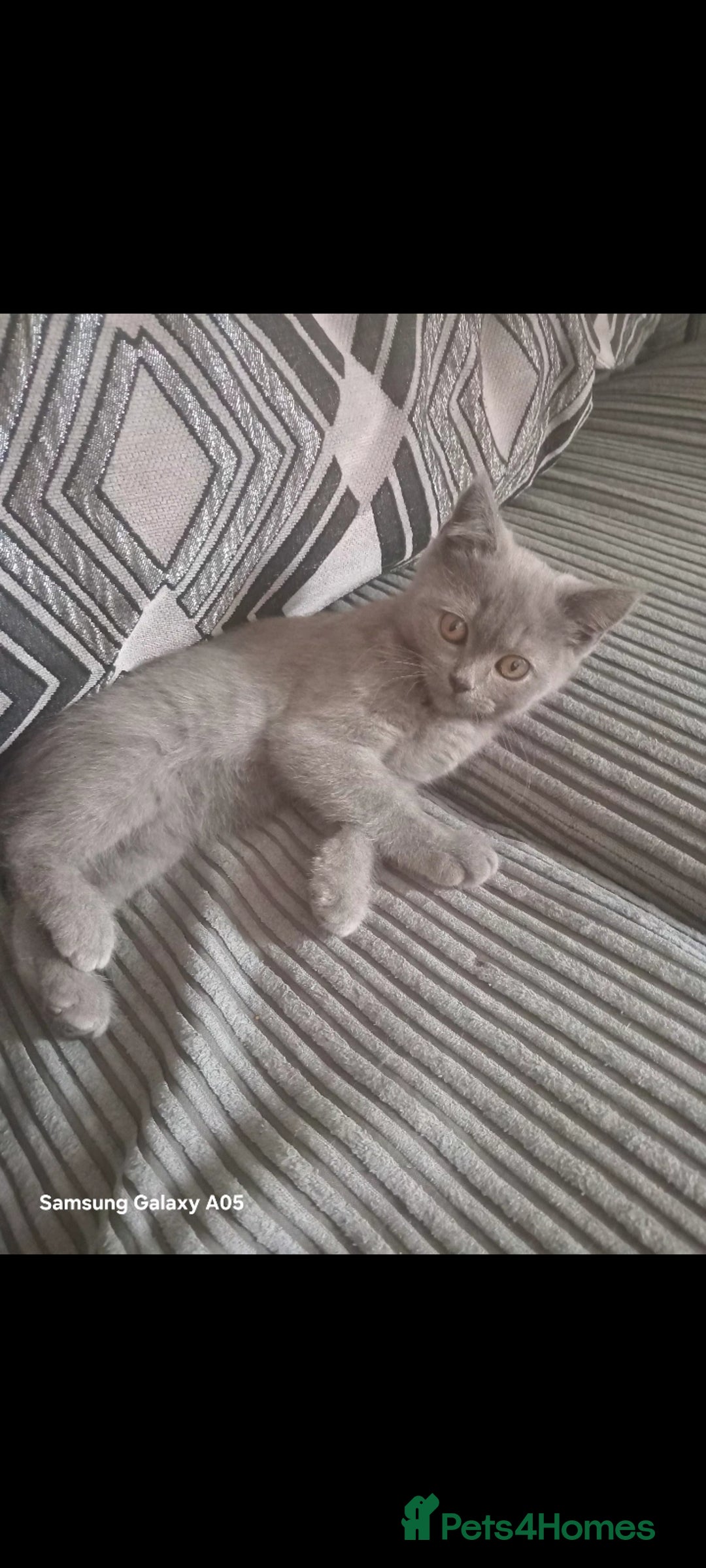 British Shorthair cats for sale: British short-hair kittens - Image 4