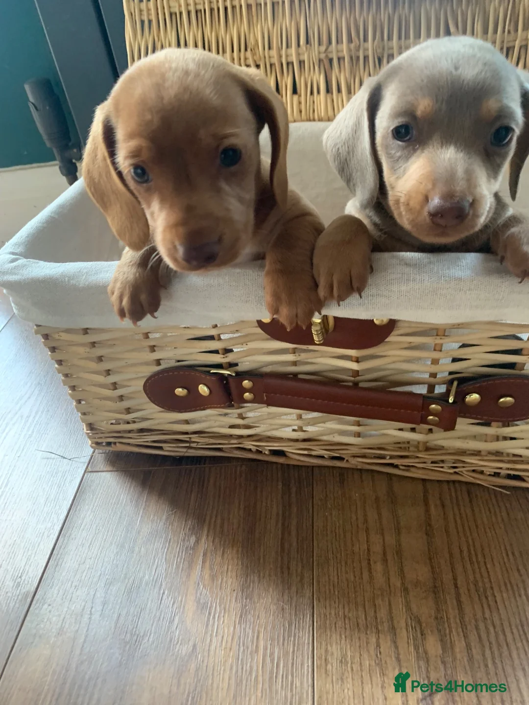 Miniature Dachshund dogs for sale: 🌟 Beautiful Miniature Dachshund Puppies 🌟 - Advert 2