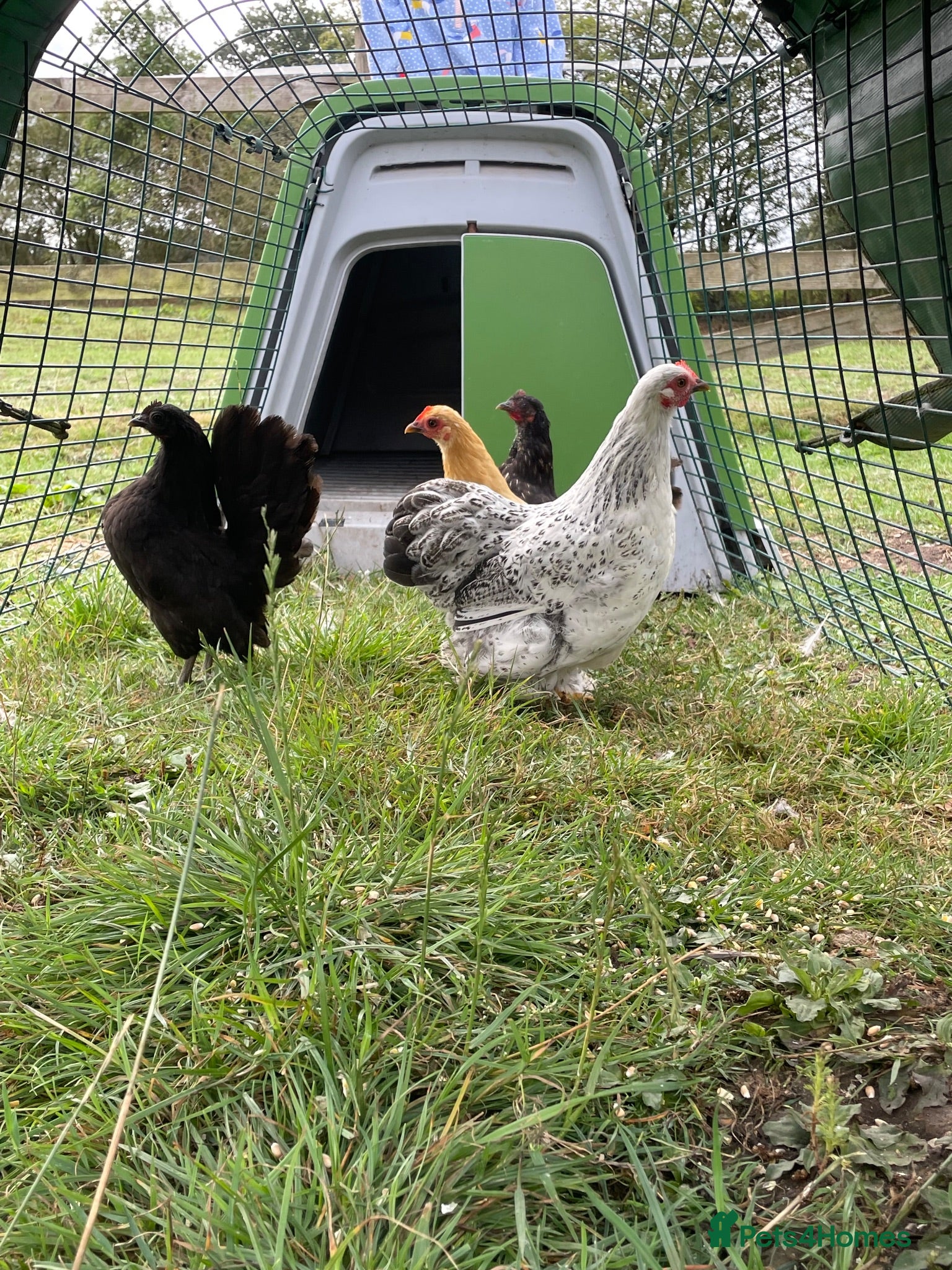 Chickens poultry Pekin hens  - Advert 1
