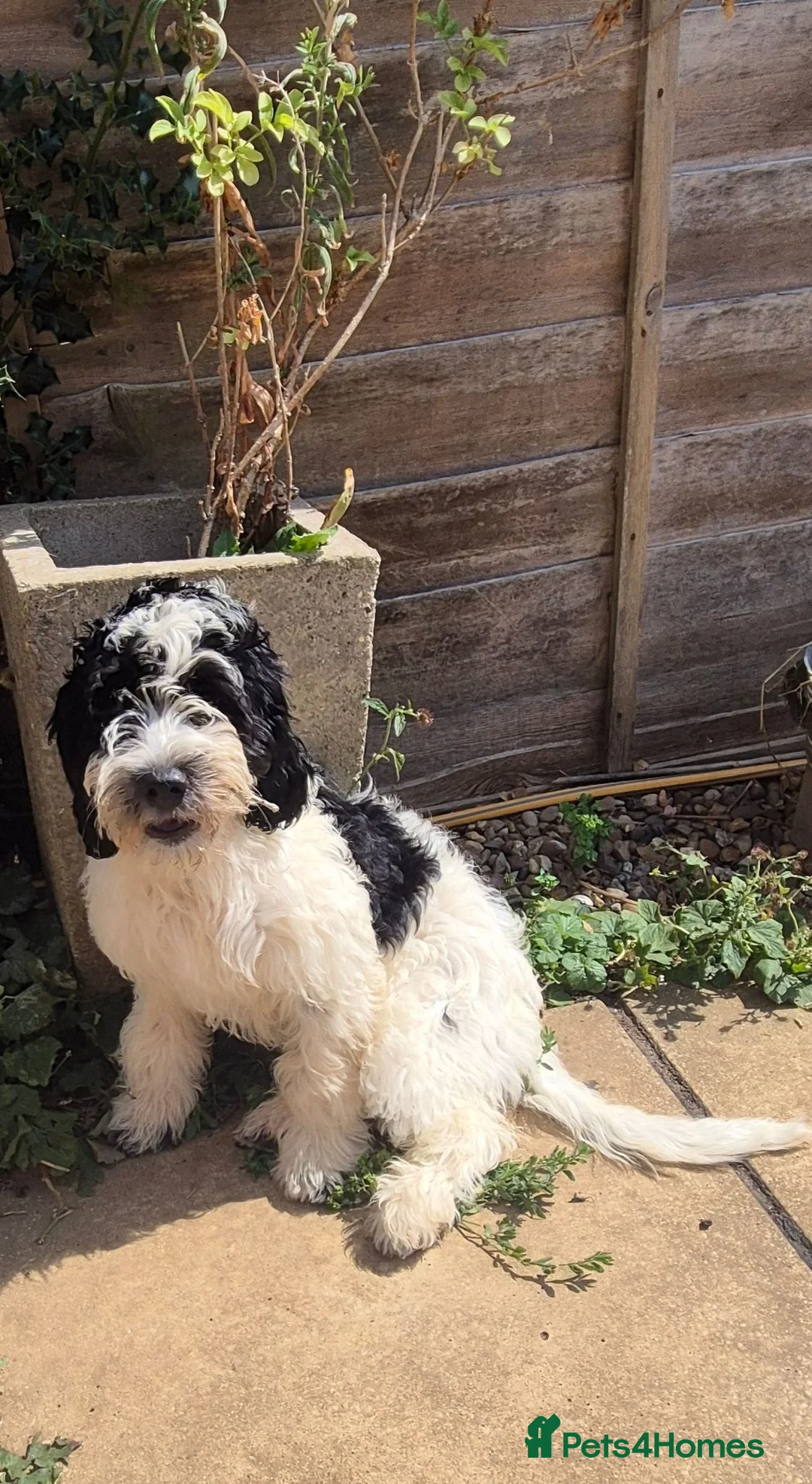 Sproodle dogs for sale: Sproodle pups - Advert 2