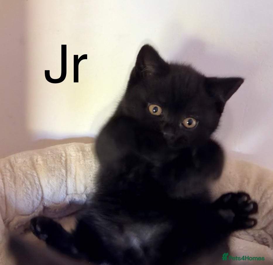 British Shorthair cats Gorgeous black BSH kittens available.  - Advert 2