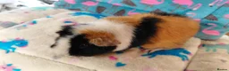 Guinea Pig rodents for sale: Young Adult Teddy Sow/Retired Young Adults  - Advert 9