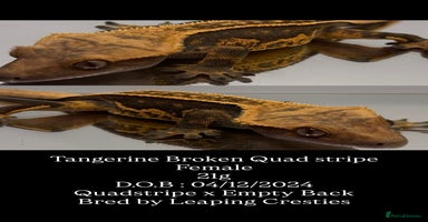 Gecko reptiles - Advert 15