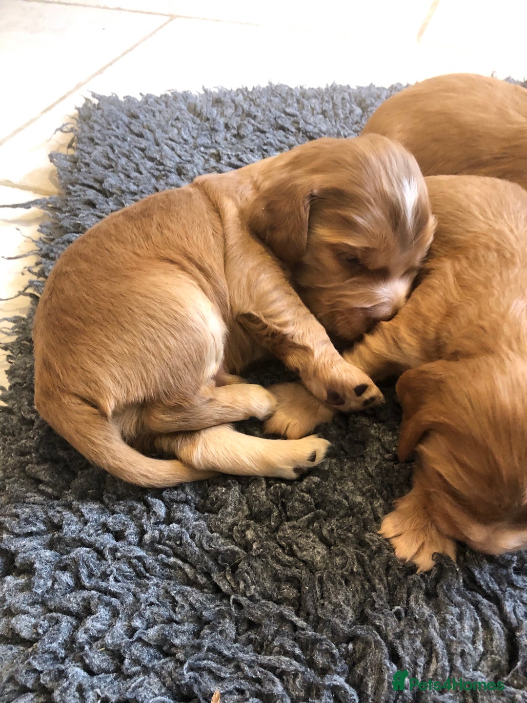 Cocker Spaniel dogs for sale: GORGEOUS COCKER SPANIEL PUPPIES - Advert 19