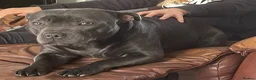 Staffordshire Bull Terrier dogs for sale: Black/blue staffy pups in Tredegar - Advert 1