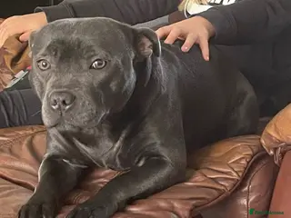 Staffordshire Bull Terrier dogs Black/blue staffy pups - Advert 4