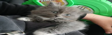 Turkish Angora Kitten 2