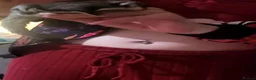 Sugar Glider rodents for sale: Sugar glider joey  - Advert 5