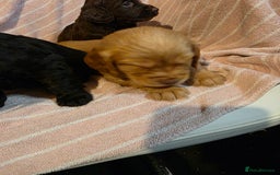 Cocker Spaniel dogs for sale: Beautiful Working KC Reg Cocker Spaniels Puppies - Advert 11