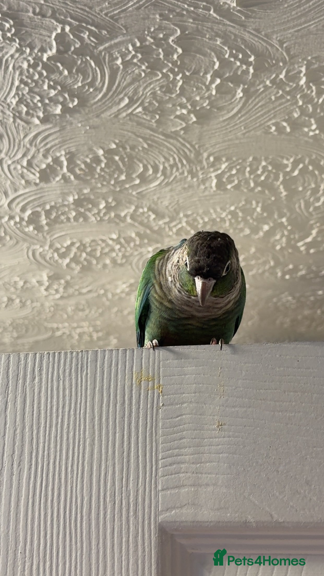 Conures birds Green cheek conure - Advert 1