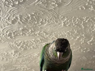 Conures birds Green cheek conure - Advert 2