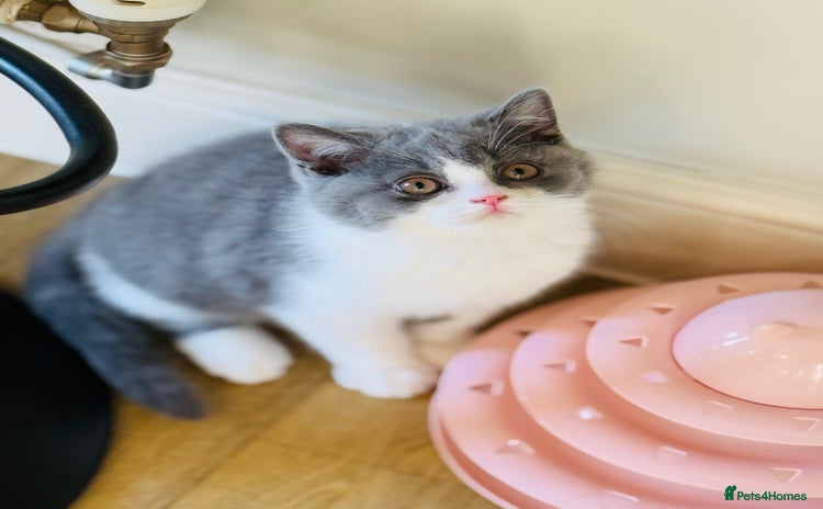 British Shorthair cats BSH LAST BOY - GCCF REG - READY IN 2 WEEKS - Advert 6