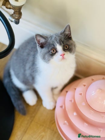 British Shorthair cats BSH LAST BOY - GCCF REG - READY IN 2 WEEKS - Advert 6