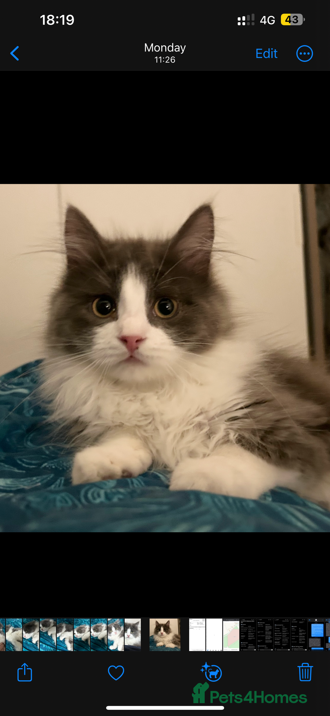 Siberian cats for sale: Pedigree TICA reg Siberian kittens  - Advert 2