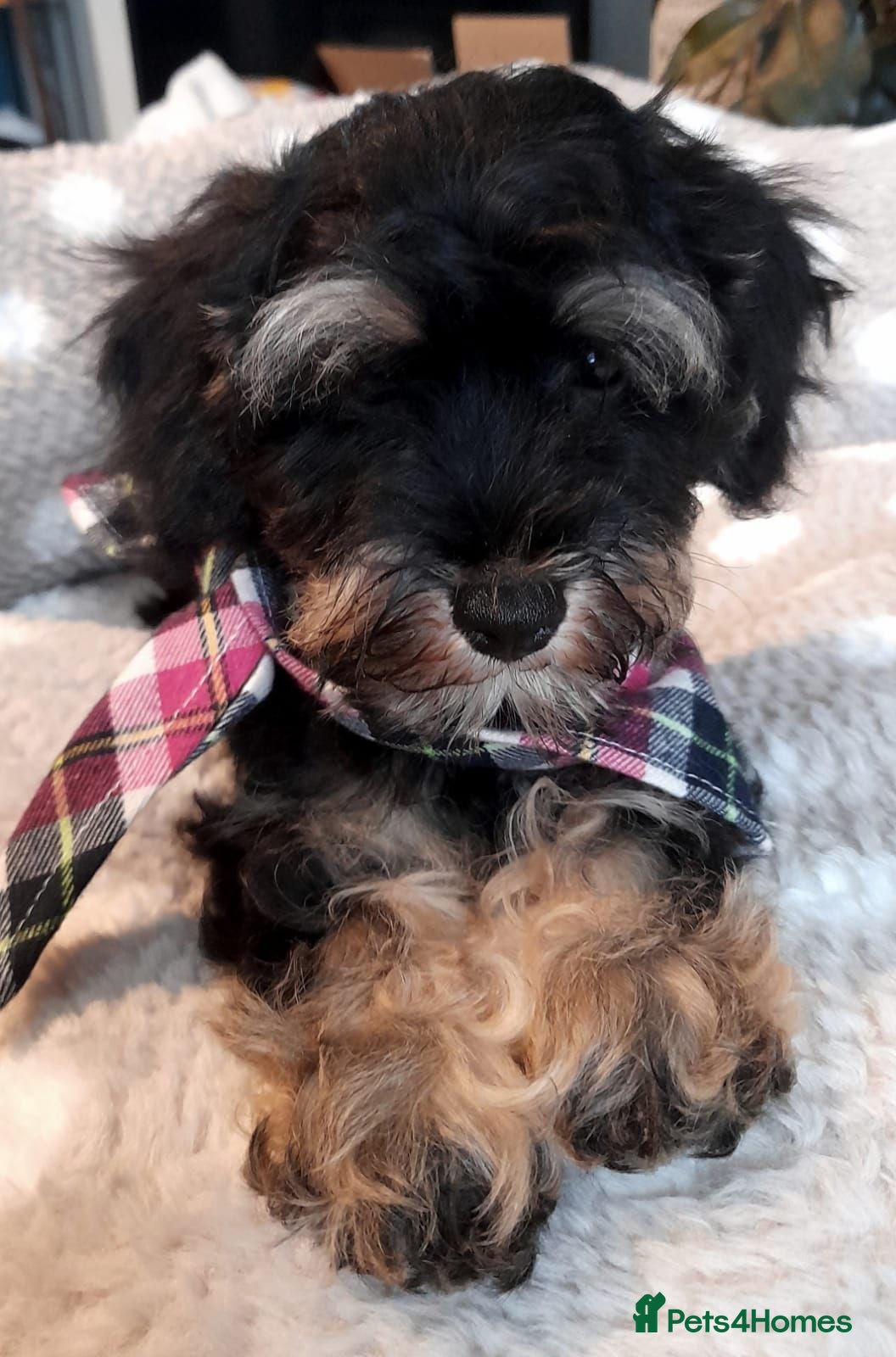 Schnoodle dogs Adorable Schnoodle puppies (ONLY TWO AVAILABLE) - Advert 19