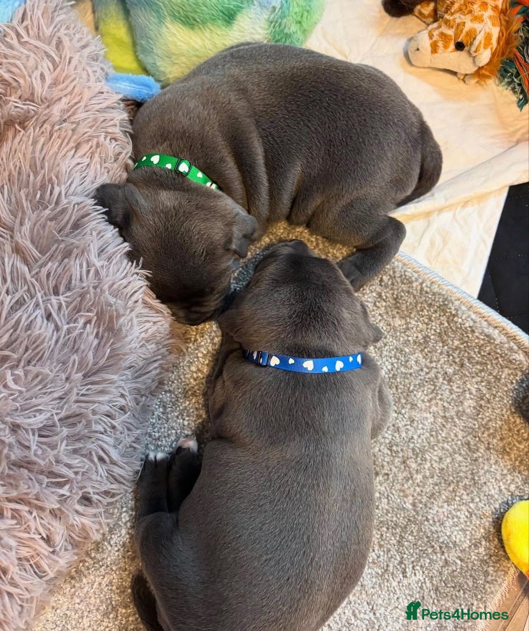 Staffordshire Bull Terrier dogs for sale: KC blue Staffordshire bull terrier puppies  - Advert 17