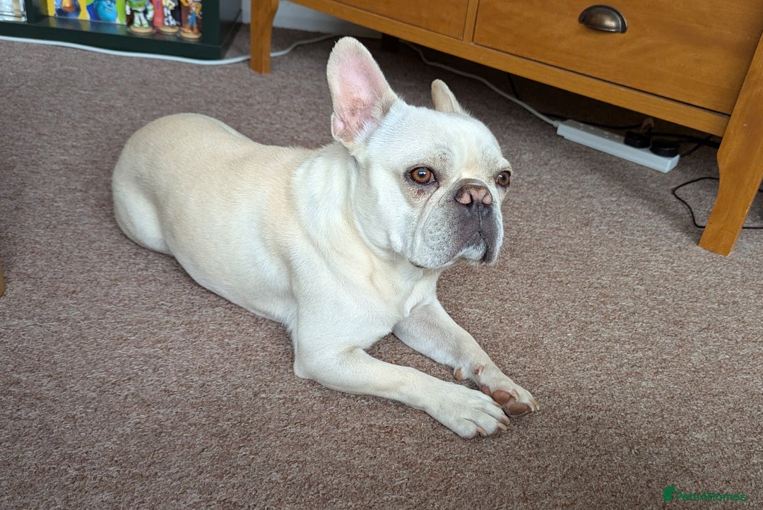 French Bulldog dogs for sale: French Bulldog Home Needed - Image 3