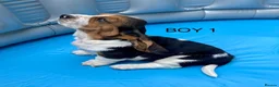 Basset Hound dogs for sale: Beautiful Basset Hound Puppies in Brecon - Advert 7